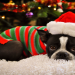 boston terrier christmas