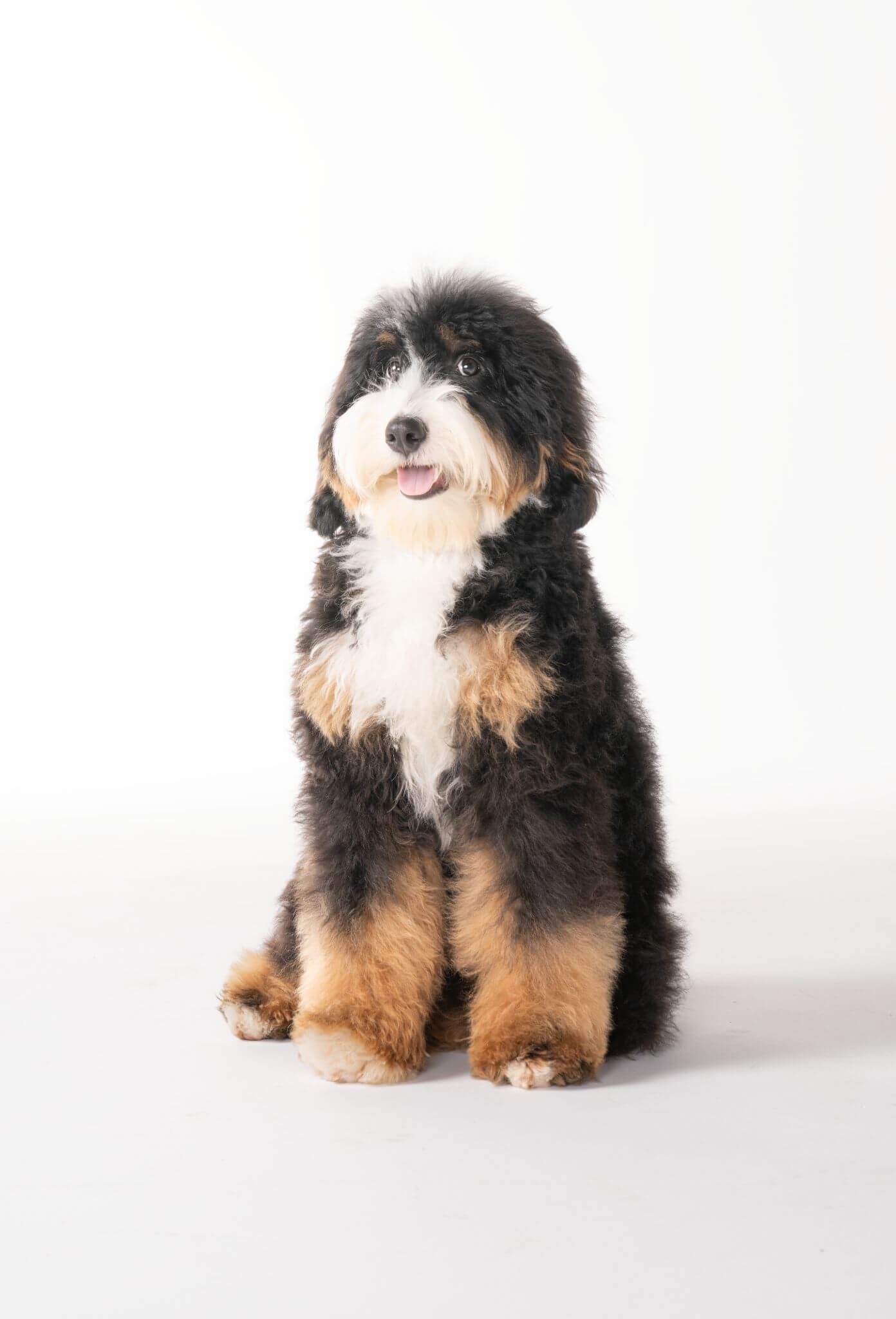 bernedoodle breeders texas