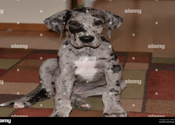 grey great dane puppy