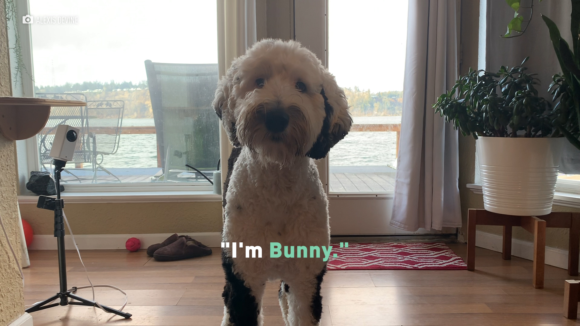 bunny the sheepadoodle