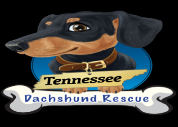 dachshund rescue virginia