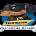 dachshund rescue virginia