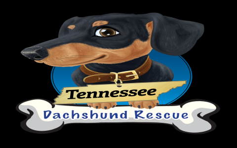 dachshund rescue virginia