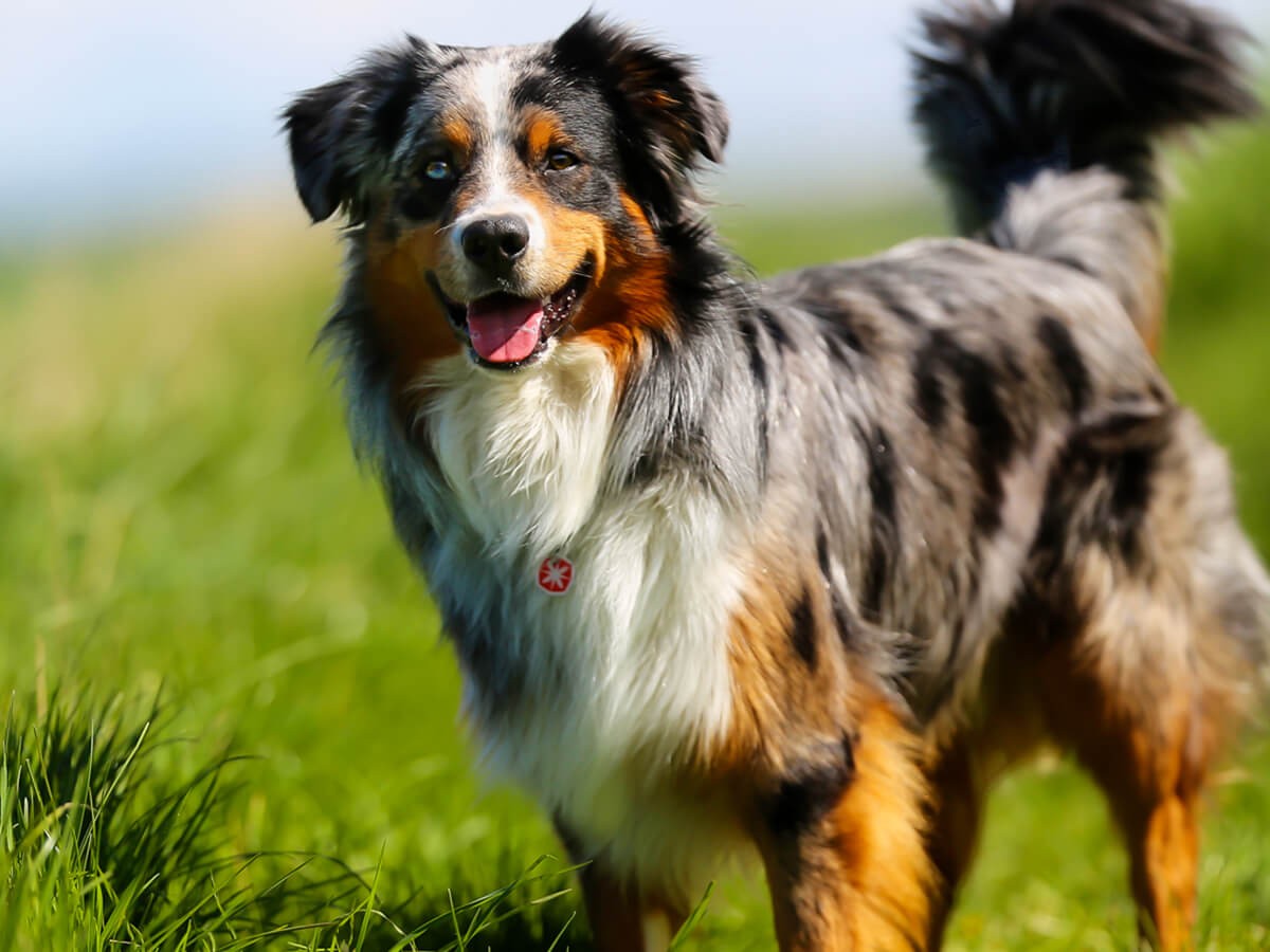 purebred australian shepherd price