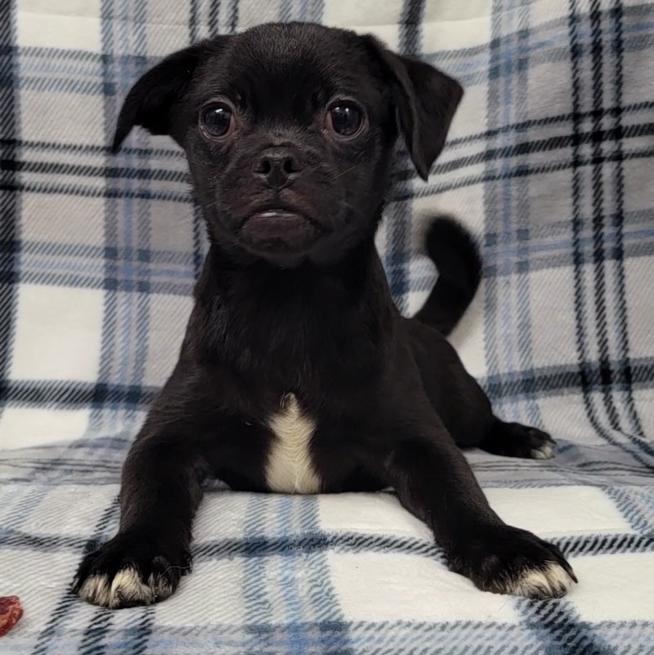 chihuahua pug mix for sale
