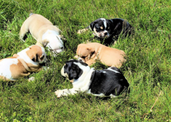 english bulldog puppies kentucky