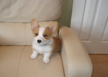 corgi puppies for sale in florida