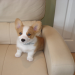 corgi puppies for sale in florida
