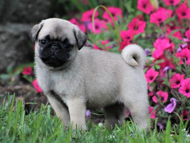 pug puppies for sale in illinois