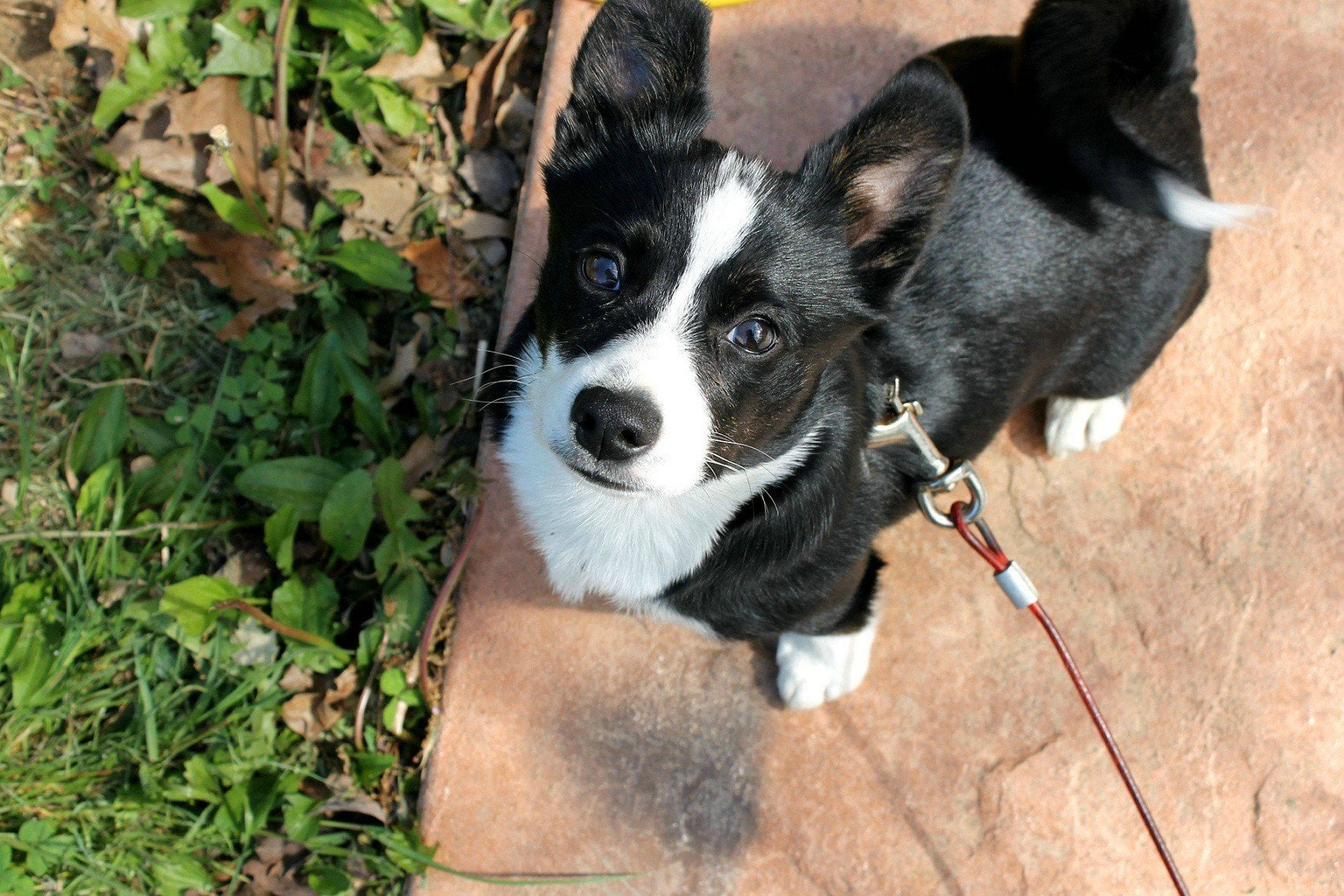 welsh corgi boston terrier mix