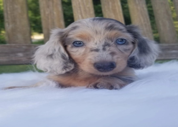 miniature dachshund breeders washington state