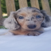 miniature dachshund breeders washington state