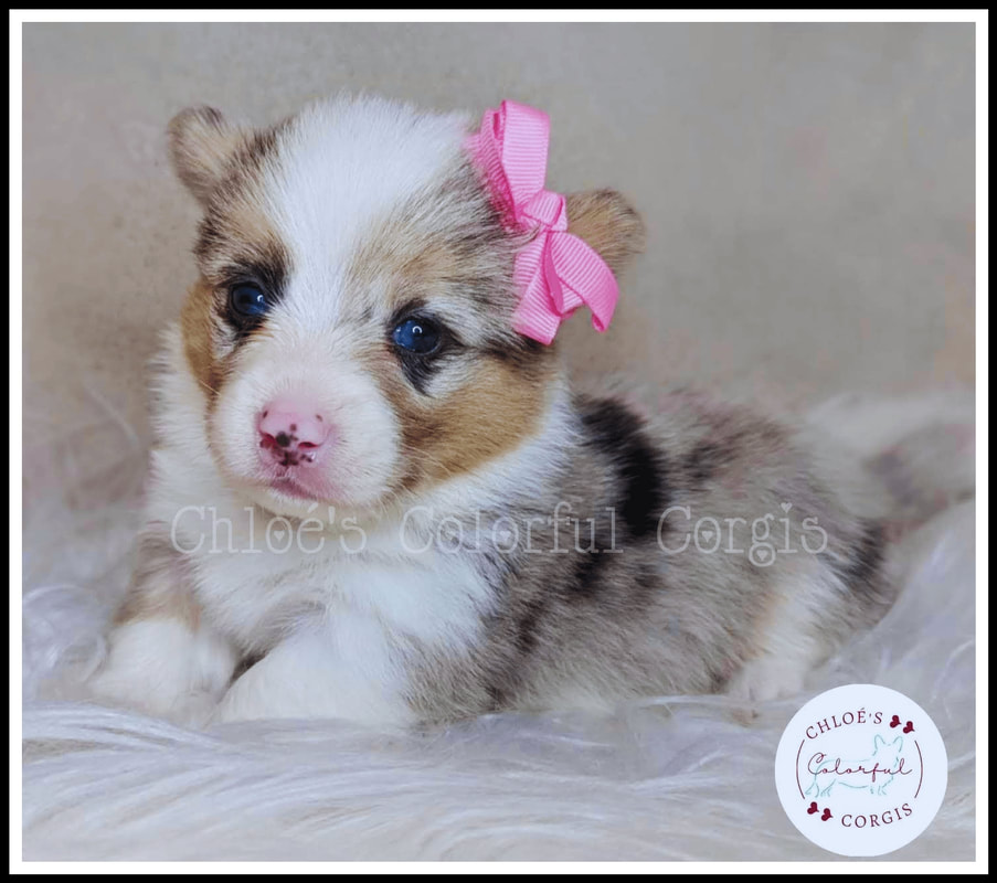 welsh corgi puppies for sale in indiana