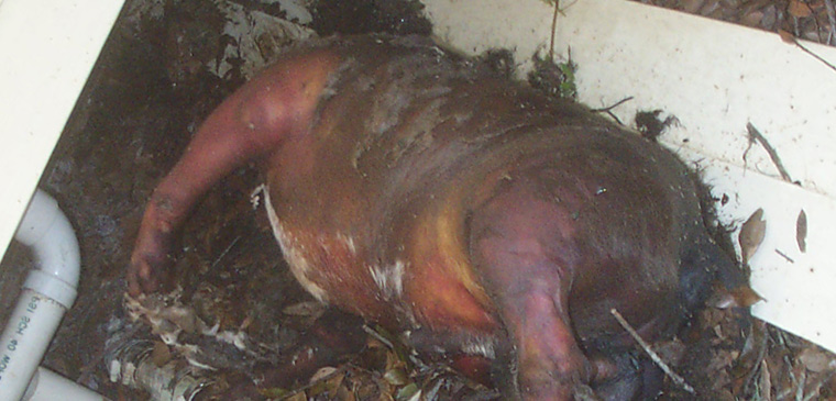 who to call to pick up a dog