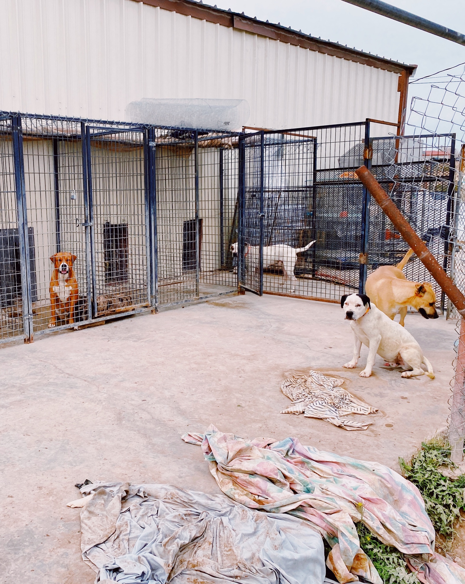 animal shelters that pick up dogs