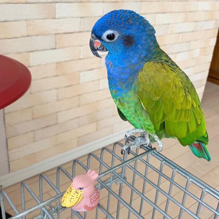 pionus parrots for sale