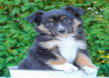 free australian shepherd puppies near me