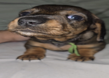 dachshund puppies under $500 florida