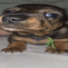 dachshund puppies under $500 florida