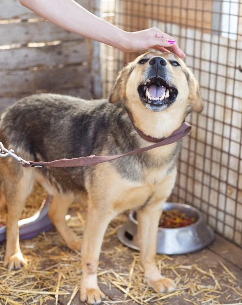 local animal rescue groups near me