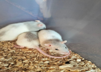 rats for sale at petsmart