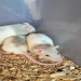 rats for sale at petsmart