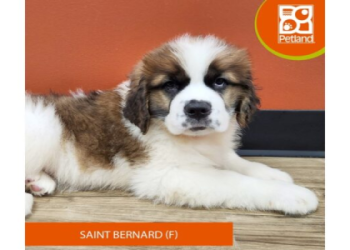 puppies for sale.near me