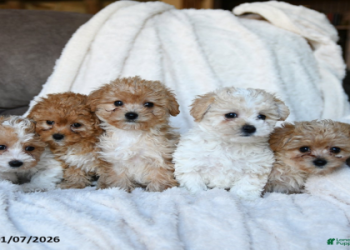 small breed puppies for sale