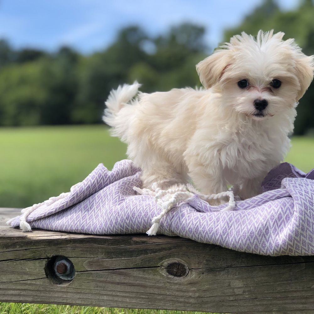 breeders of dogs near me