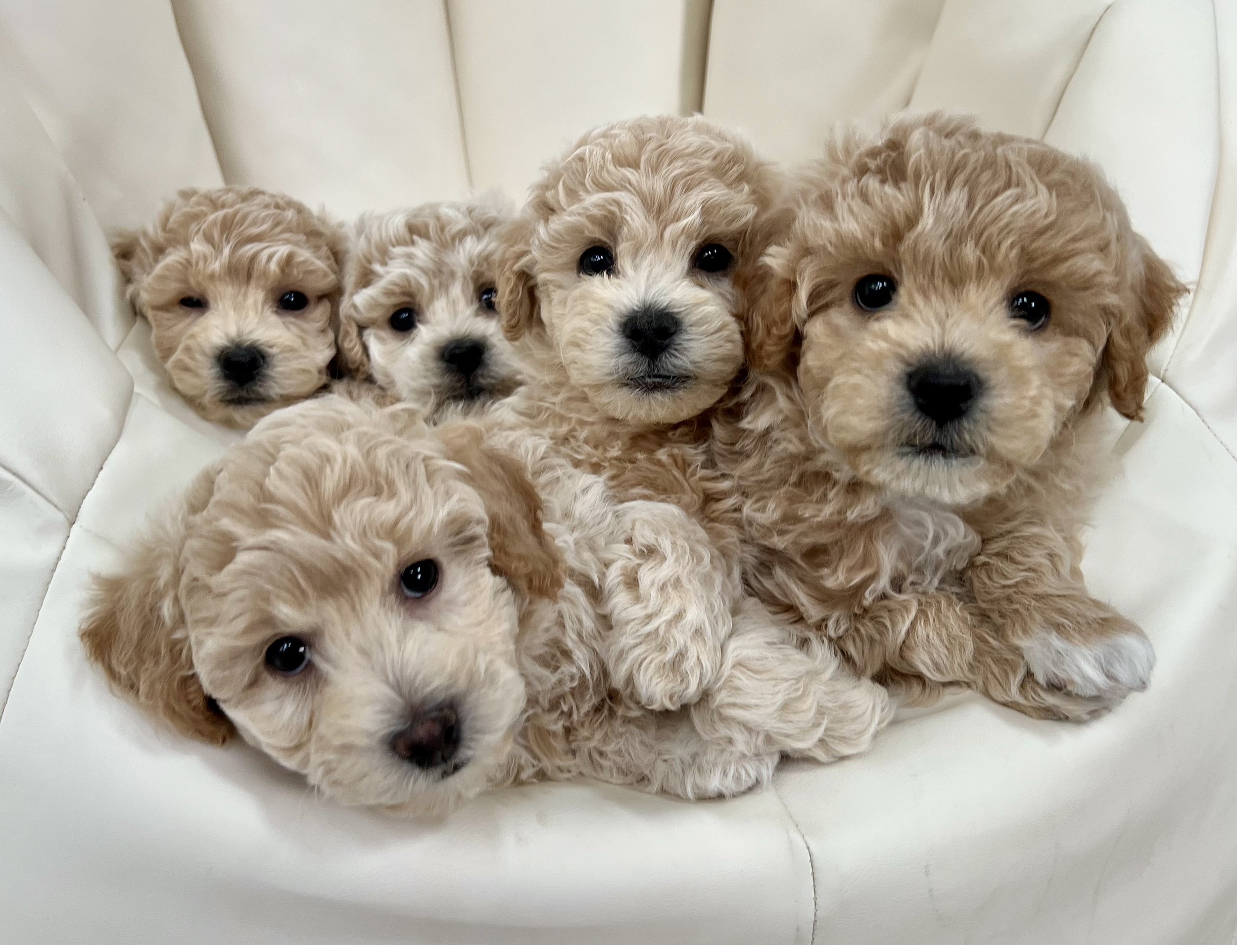 maltipoo illinois