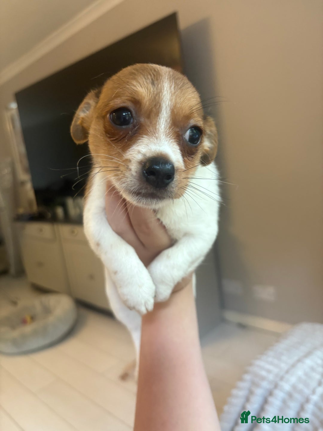chihuahua jack russell puppies for sale