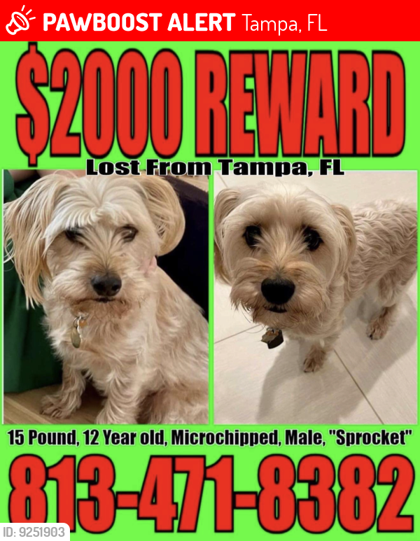 lost pets tampa