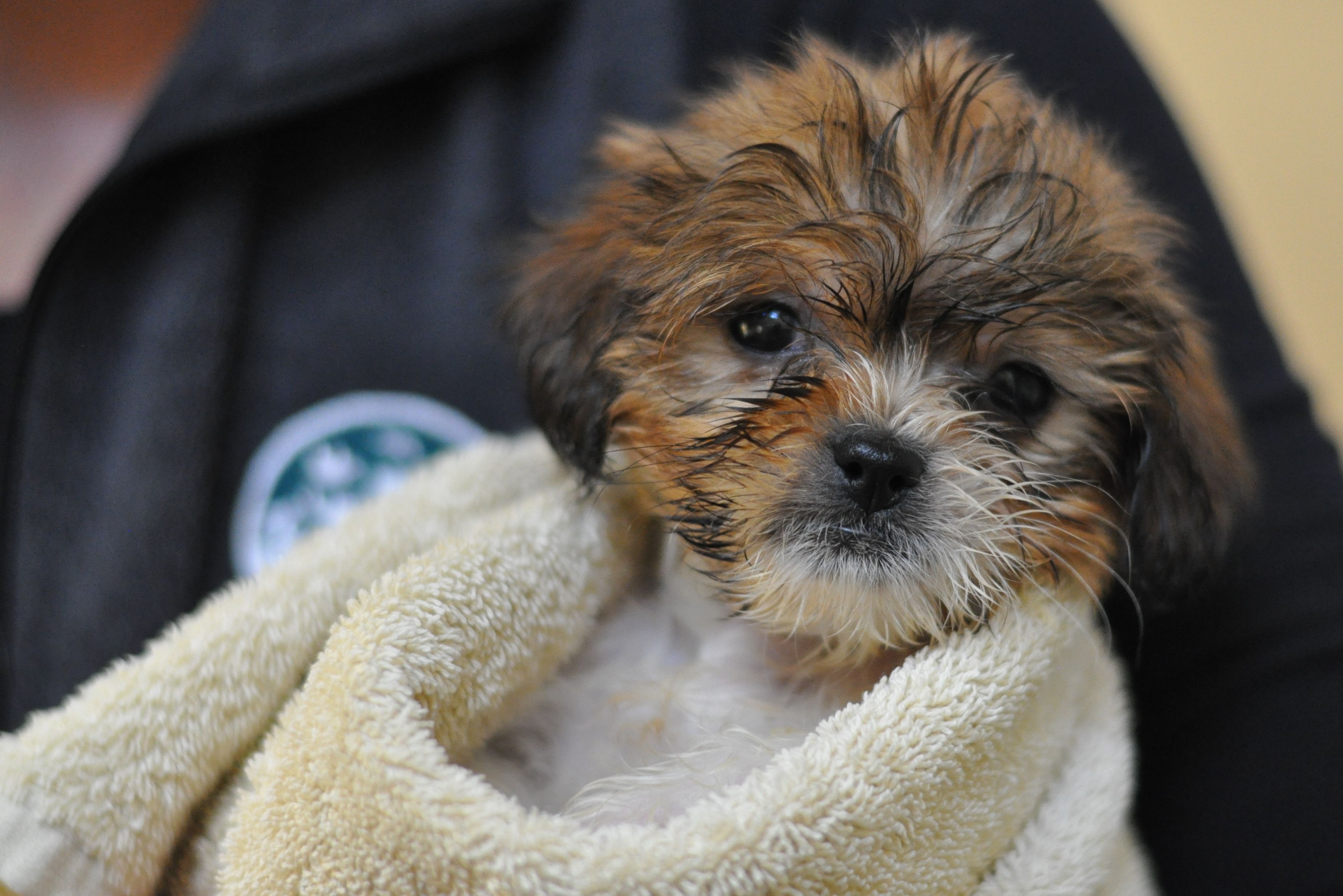 spca puppies near me