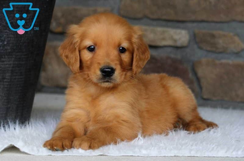 puppies for less near me