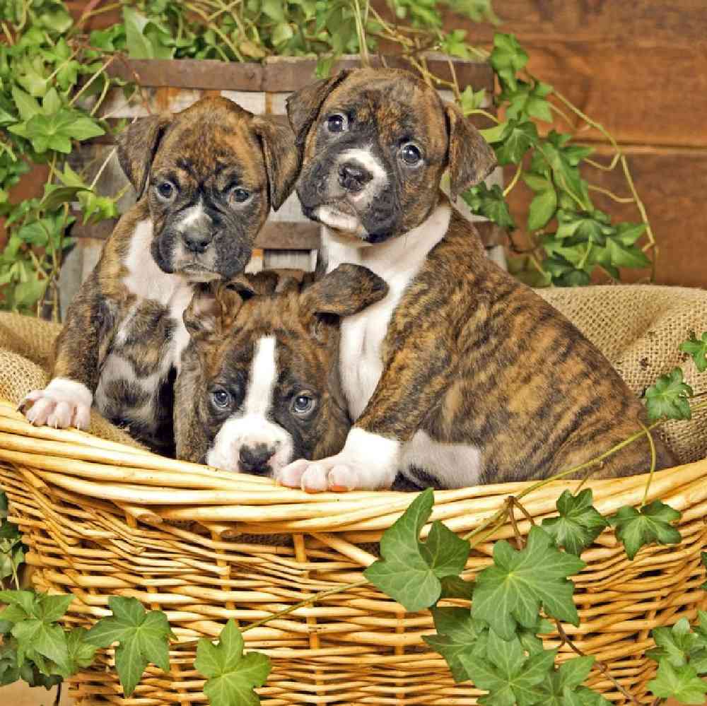 boxer puppies arizona