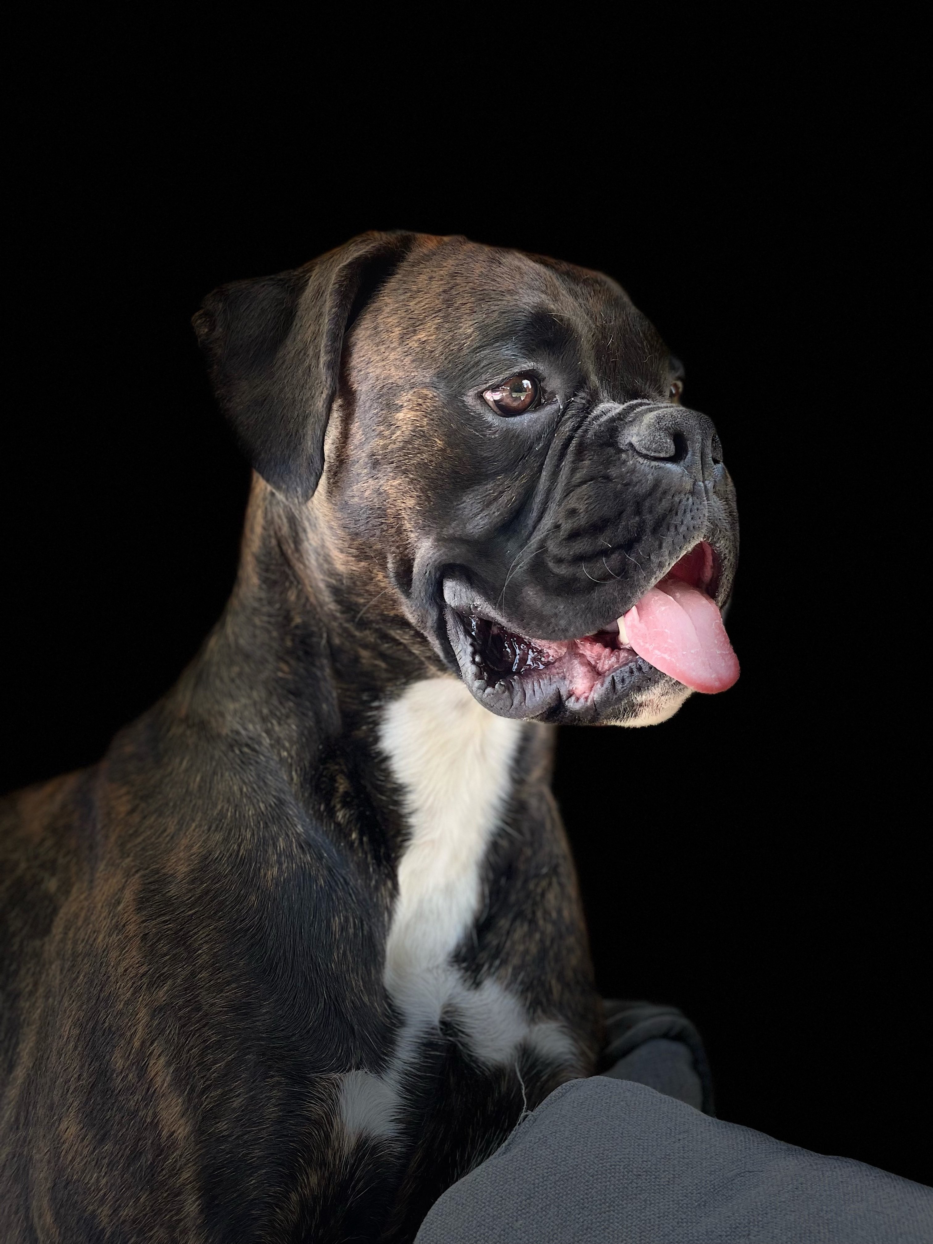 boxer puppies for sale in north carolina