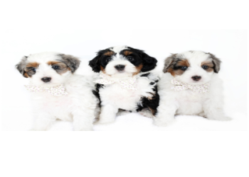 bernedoodle for sale indiana