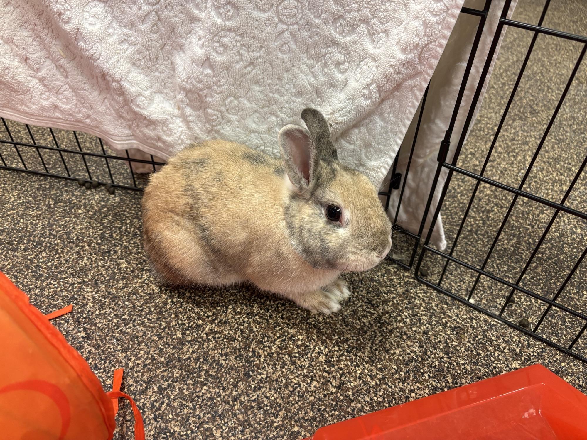 petfinder burlington