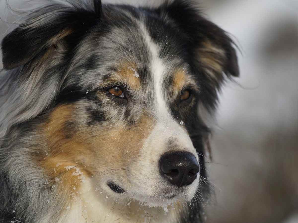 great pyrenees australian shepherd mix
