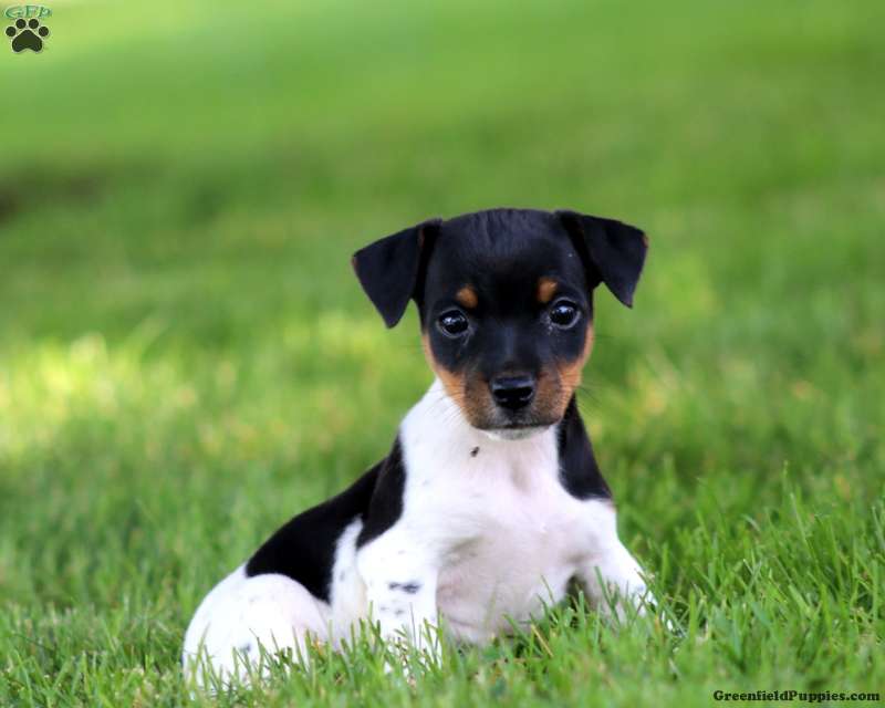 jack russell terrier for sale near me under $500