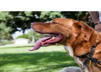 petfinder columbus ohio dogs