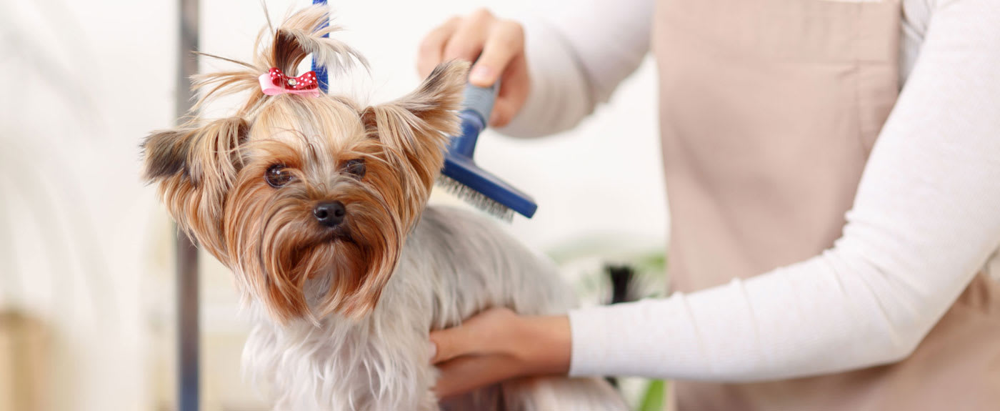 dog grooming ontario ca