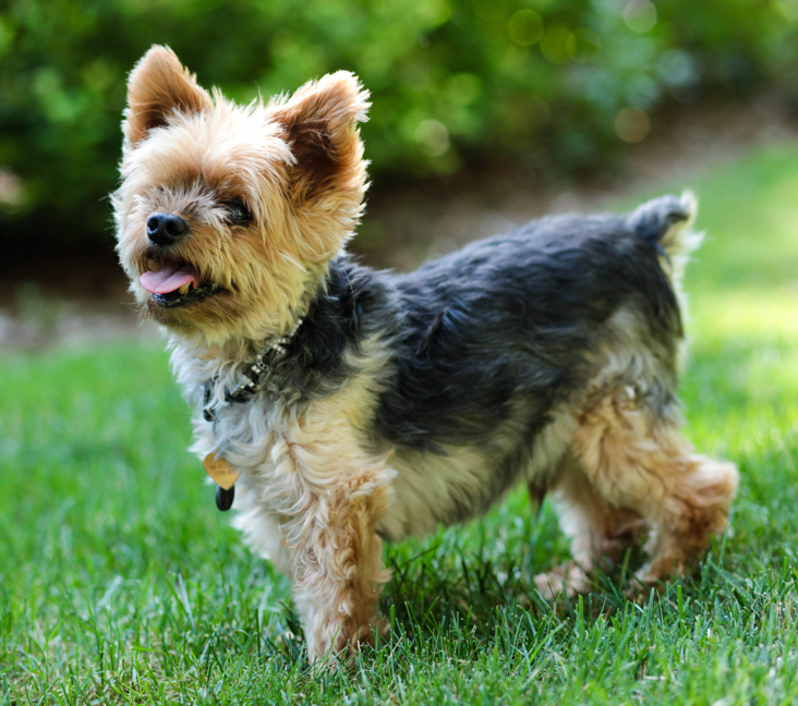 yorkshire terrier rescue michigan