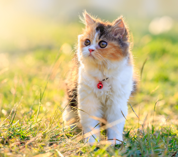 kittens for sale rockford illinois