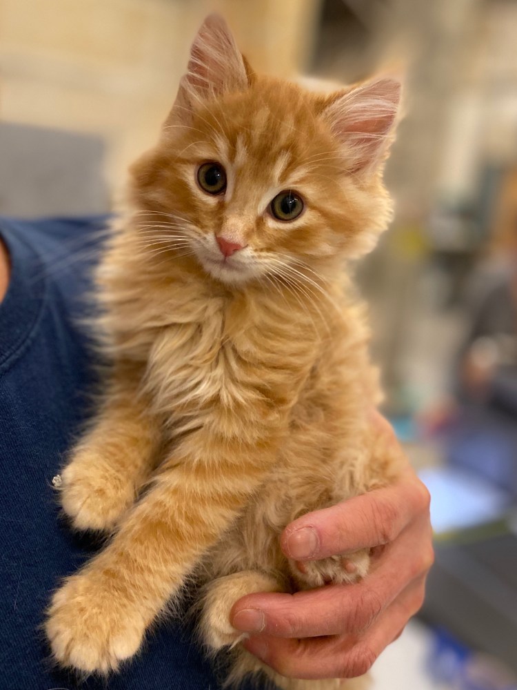 orange kitten adoption