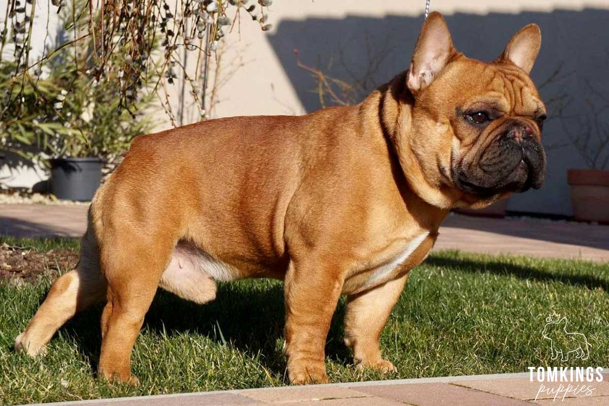 french boxer dog