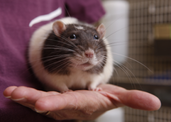 where can i buy pet rats near me