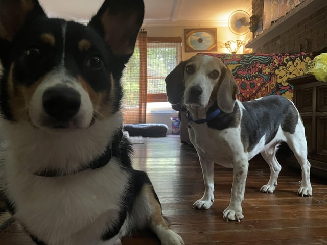 corgi vs beagle
