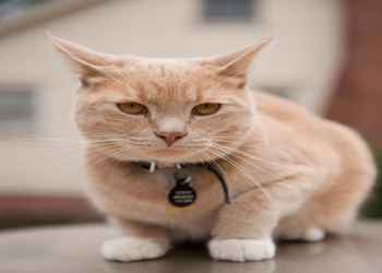 best pet adoption near me