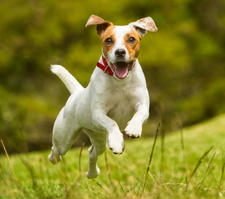 jack russell terrier for sale near me under $500